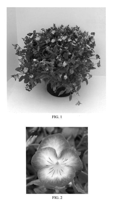 Figure 1 of US plant patent PP24428, the photograph of Halo Violet printed in the patent.