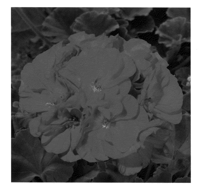 Figure 1 of US plant patent PP24429, the photograph of KLEPZ11276 printed in the patent.