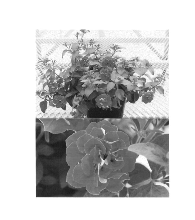 Figure 1 of US plant patent PP24430, the photograph of Sundarose printed in the patent.