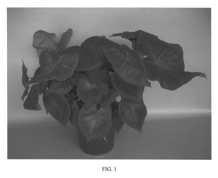Figure 1 of US plant patent PP24431, the photograph of UF-18-49 printed in the patent.