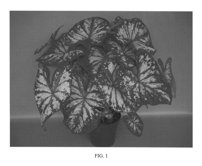 Figure 1 of US plant patent PP24432, the photograph of UF-172 printed in the patent.