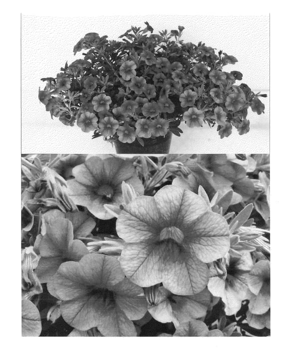 Figure 1 of US plant patent PP24433, the photograph of Suncalwine printed in the patent.