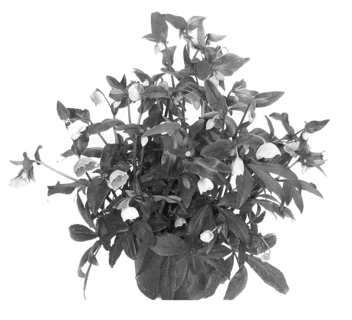 Figure 1 of US plant patent PP24434, the photograph of Winterbells printed in the patent.