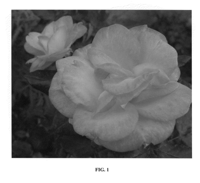Figure 1 of US plant patent PP24435, the photograph of CA 29 printed in the patent.