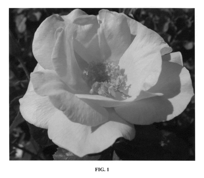 Figure 1 of US plant patent PP24436, the photograph of CA 33 printed in the patent.