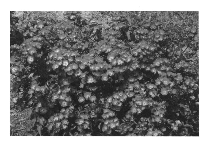 Figure 1 of US plant patent PP24437, the photograph of Harpballred printed in the patent.