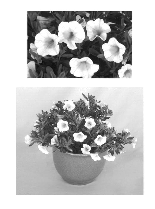 Figure 1 of US plant patent PP24438, the photograph of USCAL85101 printed in the patent.