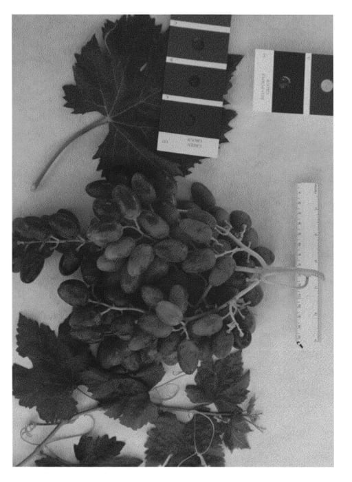 Figure 1 of US plant patent PP24439, the photograph of IFG Four printed in the patent.