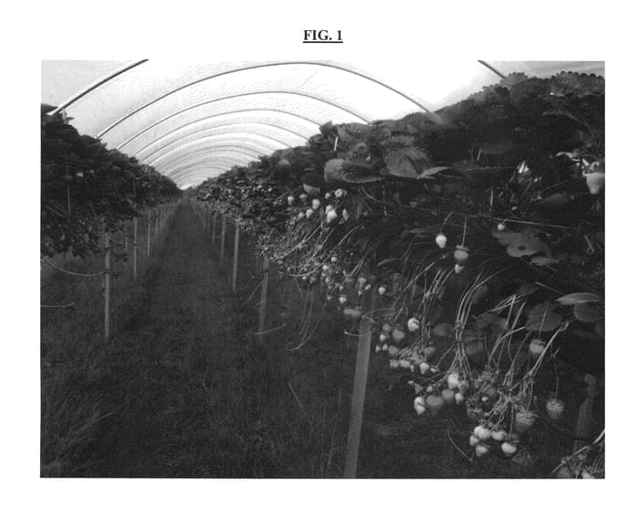 Figure 1 of US plant patent PP24440, the photograph of LINOSA printed in the patent.