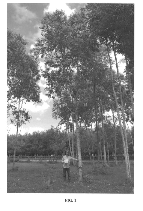 Figure 1 of US plant patent PP24441, the photograph of G5 printed in the patent.