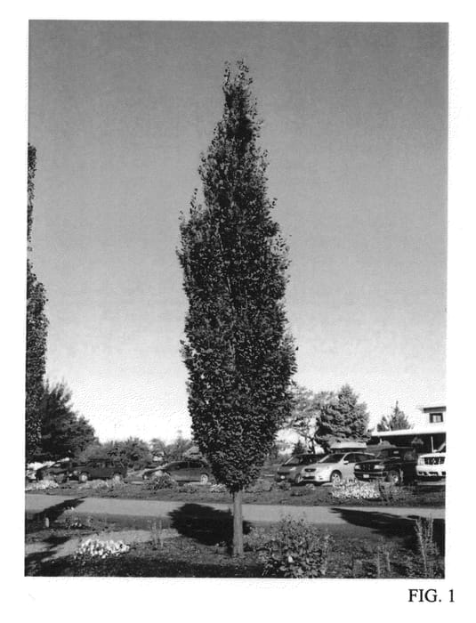 Figure 1 of US plant patent PP24442, the photograph of JFS-KW2QX printed in the patent.