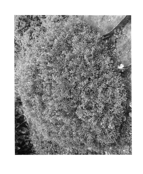 Figure 1 of US plant patent PP24443, the photograph of RLH-BI printed in the patent.