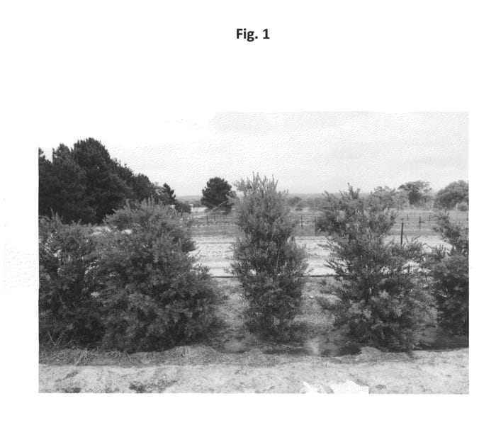 Figure 1 of US plant patent PP24444, the photograph of CV01 printed in the patent.