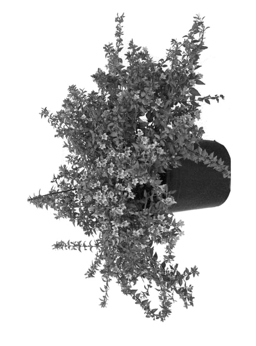 Figure 1 of US plant patent PP24445, the photograph of MINDUO1 printed in the patent.