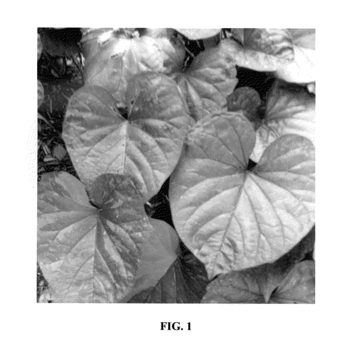 Figure 1 of US plant patent PP24446, the photograph of Kelly Ray printed in the patent.