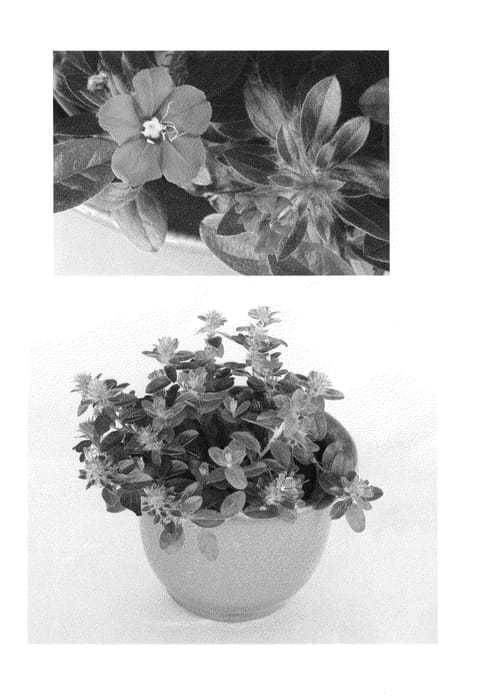 Figure 1 of US plant patent PP24447, the photograph of USEVO1201 printed in the patent.