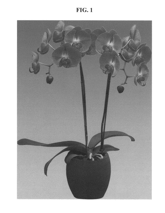 Figure 1 of US plant patent PP24448, the photograph of Easter Egg printed in the patent.