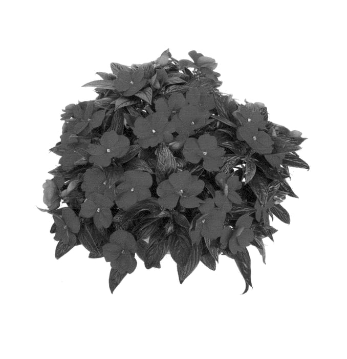 Figure 1 of US plant patent PP24450, the photograph of Fidimpmaxburg printed in the patent.