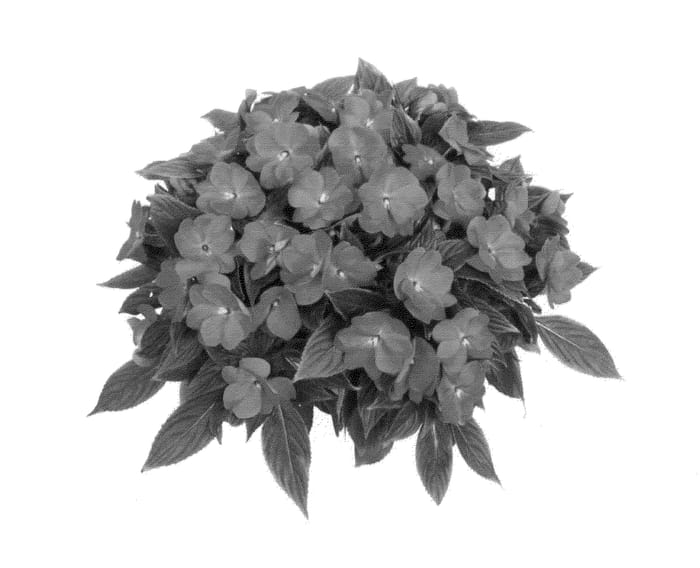 Figure 1 of US plant patent PP24451, the photograph of Fidimpmaxlav printed in the patent.