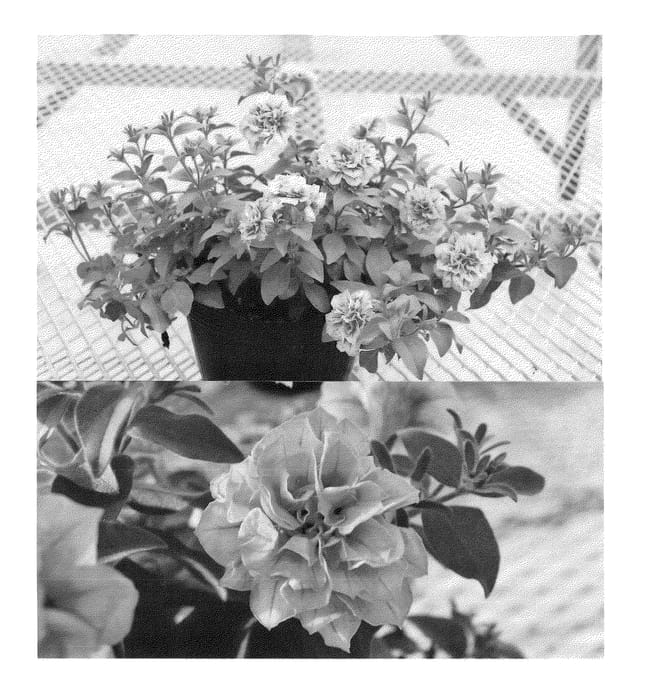 Figure 1 of US plant patent PP24452, the photograph of Sundapin printed in the patent.
