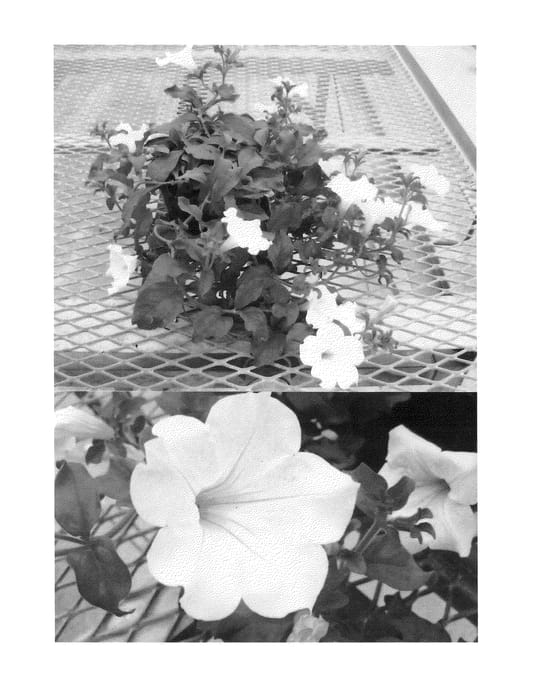 Figure 1 of US plant patent PP24453, the photograph of Sunsurfsirou printed in the patent.