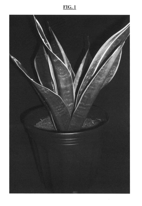 Figure 1 of US plant patent PP24454, the photograph of Black Jack printed in the patent.