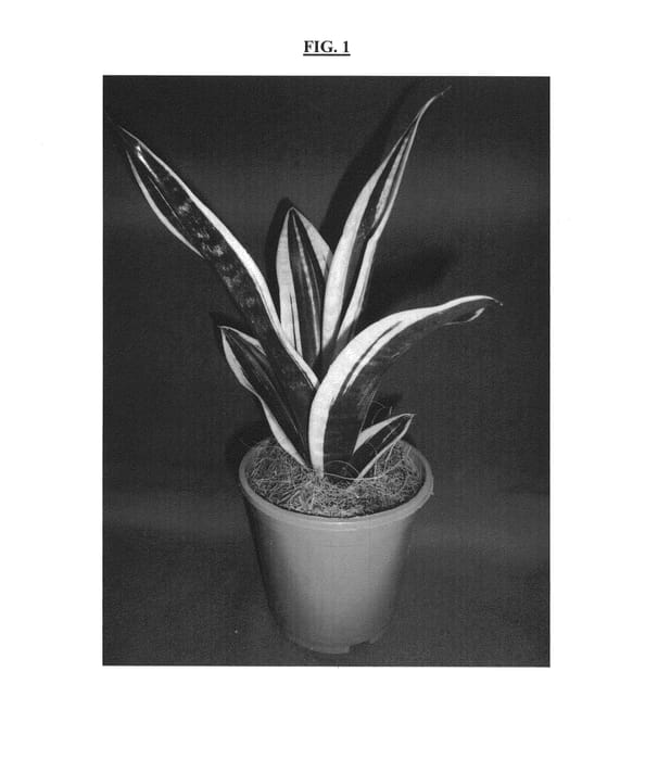 Figure 1 of US plant patent PP24455, the photograph of Kristi printed in the patent.