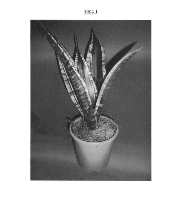 Figure 1 of US plant patent PP24456, the photograph of Whitney printed in the patent.