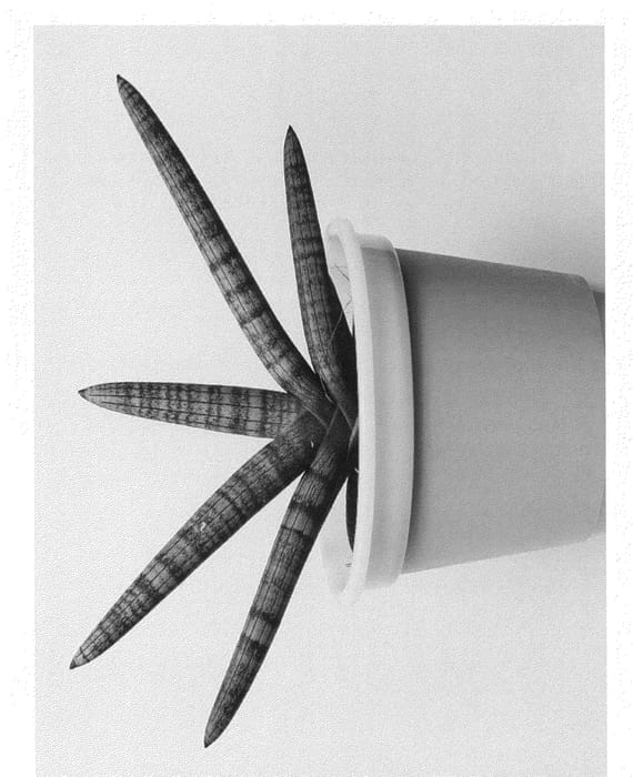 Figure 1 of US plant patent PP24457, the photograph of SAN201202 printed in the patent.