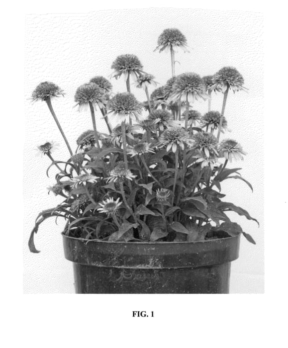 Figure 1 of US plant patent PP24458, the photograph of Butterfly Kisses printed in the patent.