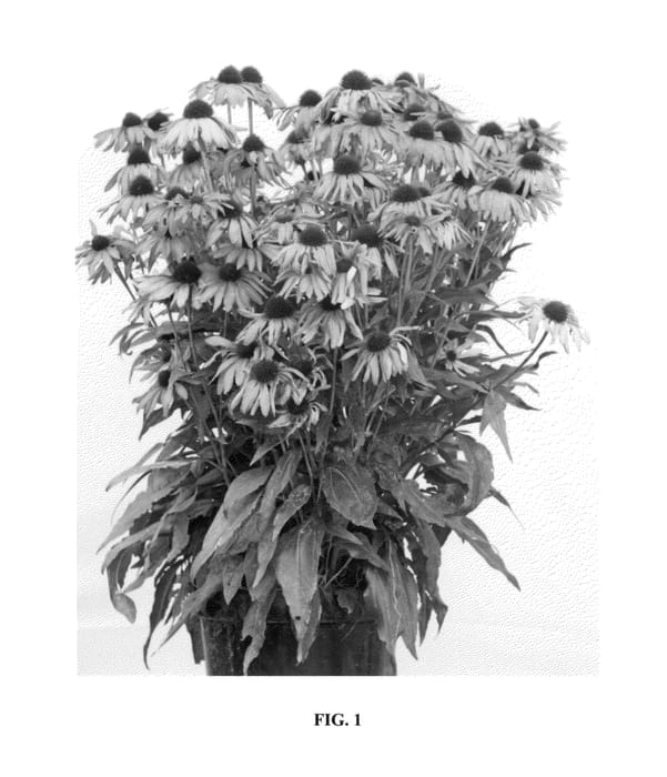 Figure 1 of US plant patent PP24459, the photograph of Purple Emperor printed in the patent.