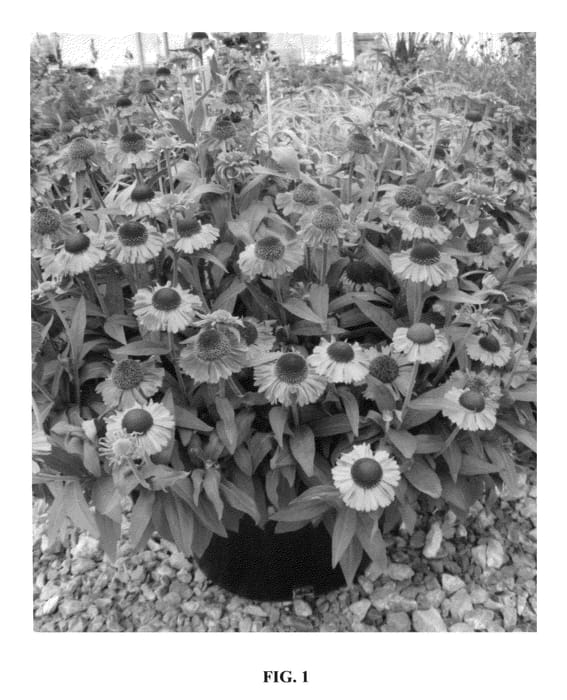 Figure 1 of US plant patent PP24460, the photograph of Short ‘n printed in the patent.
