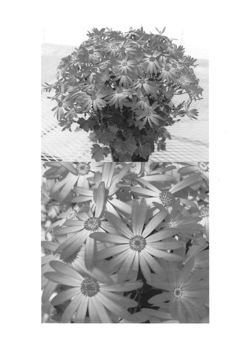 Figure 1 of US plant patent PP24461, the photograph of Sunsenekabapi printed in the patent.