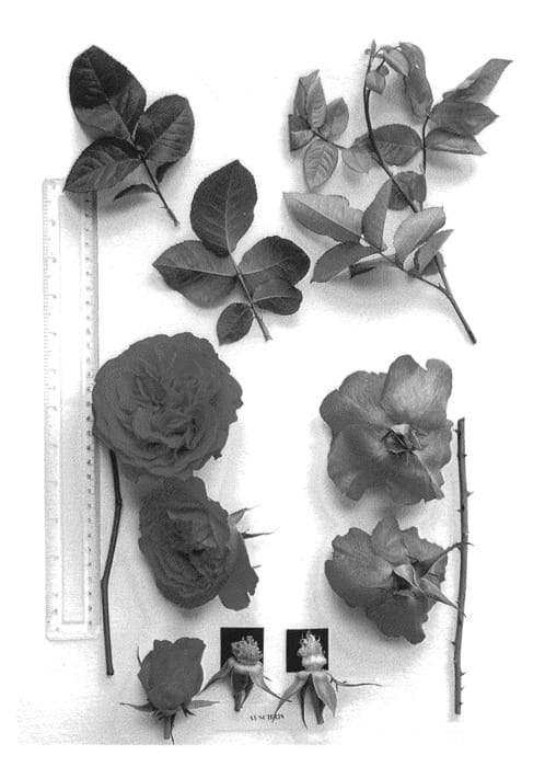 Figure 1 of US plant patent PP24462, the photograph of AUSchris printed in the patent.