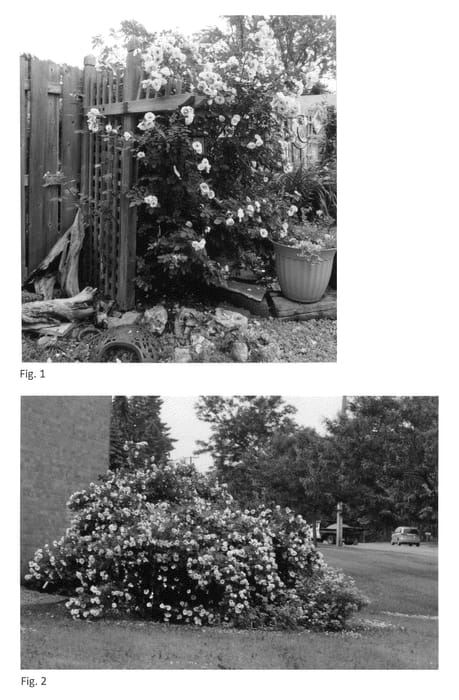 Figure 1 of US plant patent PP24463, the photograph of ZLEEltonStrack printed in the patent.