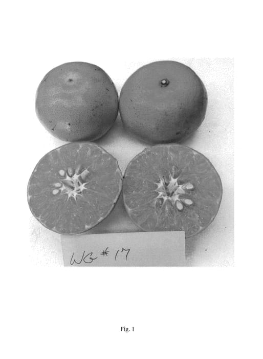 Figure 1 of US plant patent PP24464, the photograph of WG17 printed in the patent.
