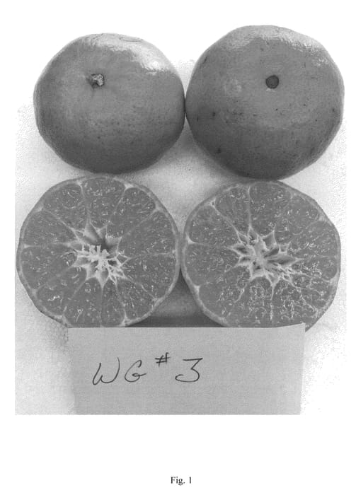 Figure 1 of US plant patent PP24465, the photograph of WG3 printed in the patent.