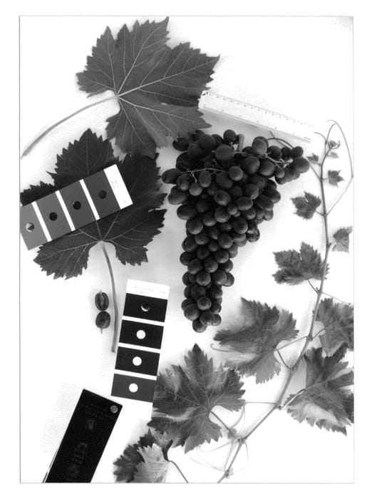 Figure 1 of US plant patent PP24466, the photograph of IFG Thirteen printed in the patent.