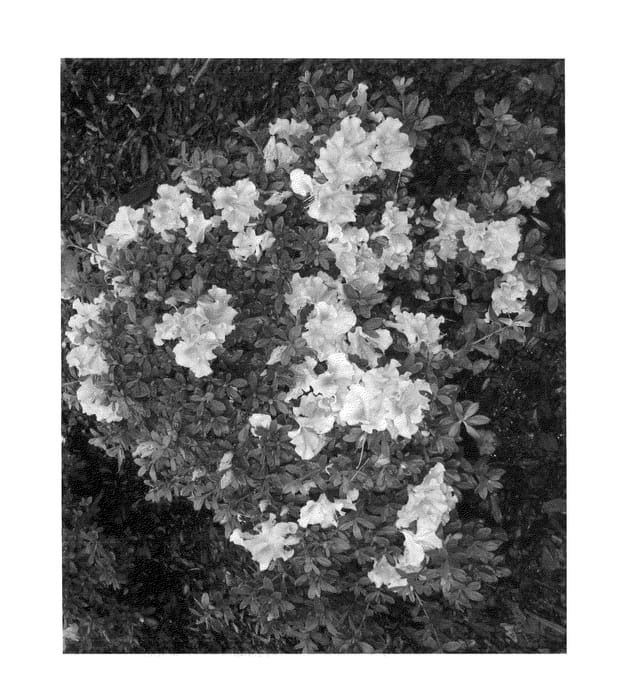 Figure 1 of US plant patent PP24467, the photograph of RLH1-12P0 printed in the patent.