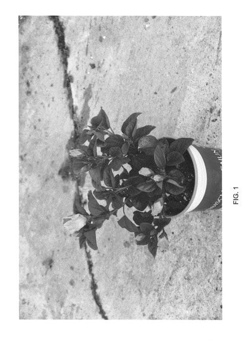 Figure 1 of US plant patent PP24468, the photograph of DUP-SWTE printed in the patent.