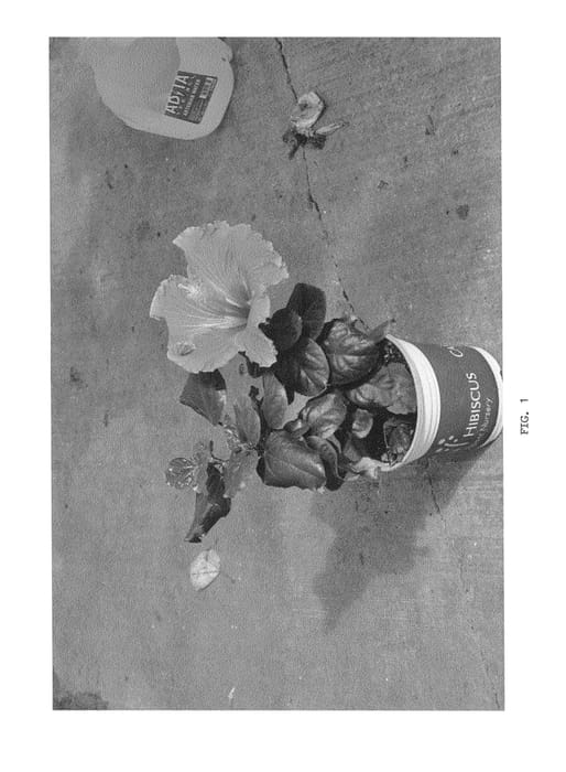 Figure 1 of US plant patent PP24469, the photograph of DUP-HCHP printed in the patent.
