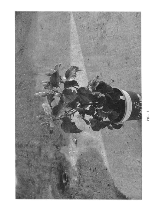 Figure 1 of US plant patent PP24470, the photograph of DUP-CSMR printed in the patent.