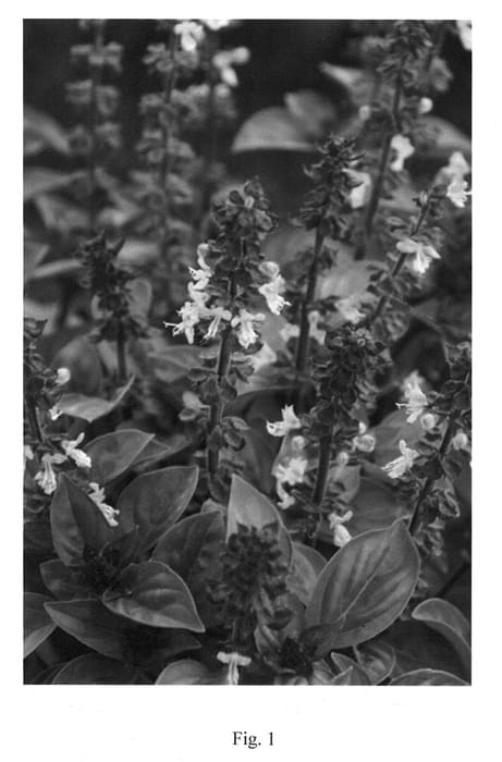 Figure 1 of US plant patent PP24471, the photograph of Green Fortune printed in the patent.