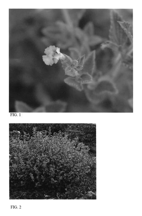 Figure 1 of US plant patent PP24472, the photograph of Cat's Meow printed in the patent.