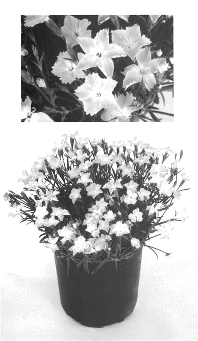 Figure 1 of US plant patent PP24473, the photograph of Shishika-02 printed in the patent.