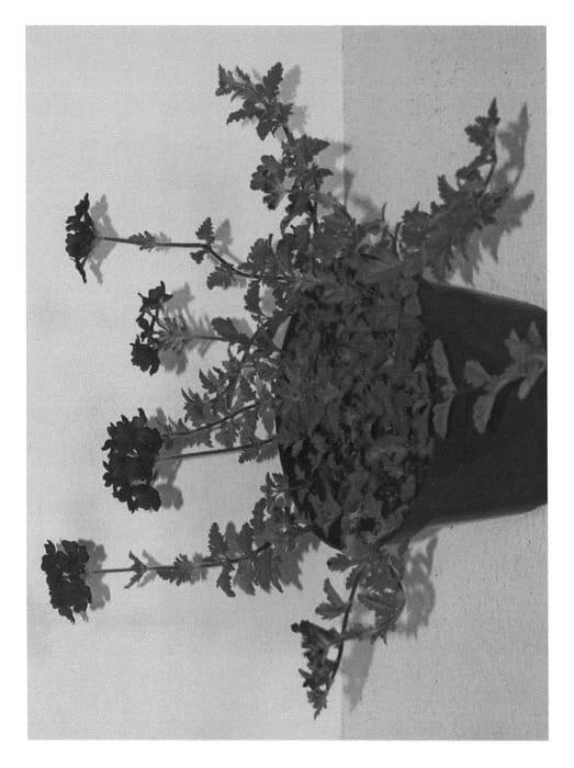 Figure 1 of US plant patent PP24474, the photograph of VVIDB12-0 printed in the patent.