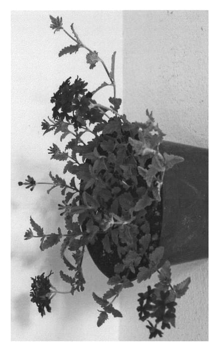 Figure 1 of US plant patent PP24475, the photograph of VVIPU08-0 printed in the patent.