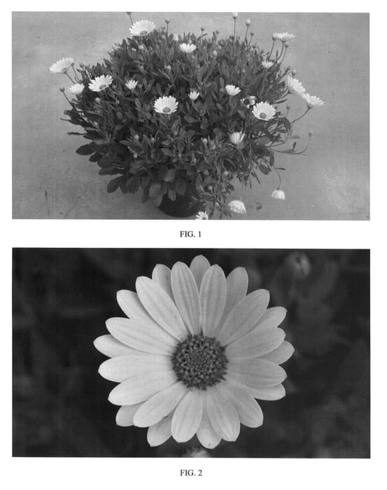 Figure 1 of US plant patent PP24476, the photograph of SAKOST8366 printed in the patent.