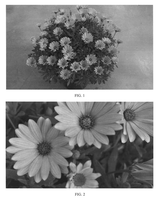 Figure 1 of US plant patent PP24477, the photograph of SAKOST8365 printed in the patent.