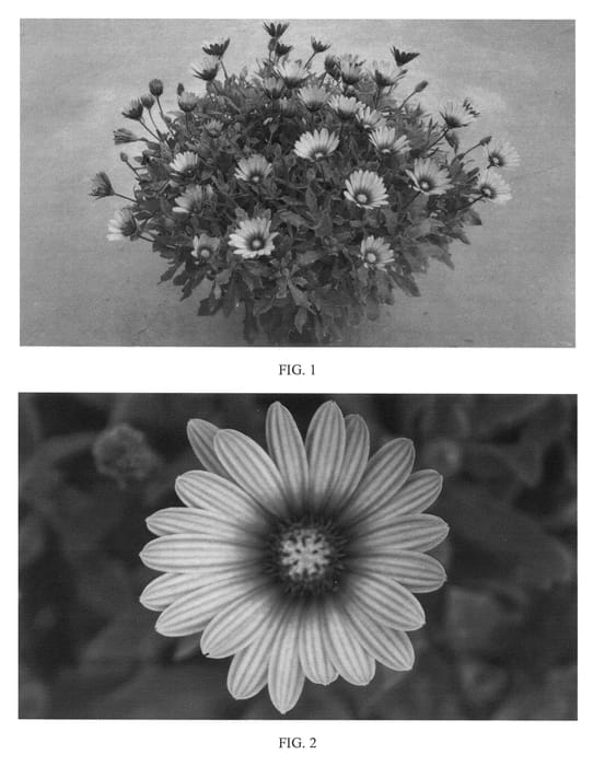 Figure 1 of US plant patent PP24478, the photograph of SAKOST8367 printed in the patent.